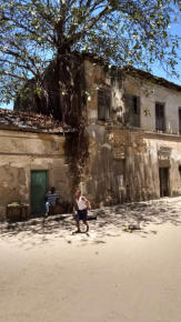 Altes Gebäude der Schule aus und auf dem ein Baum wächst